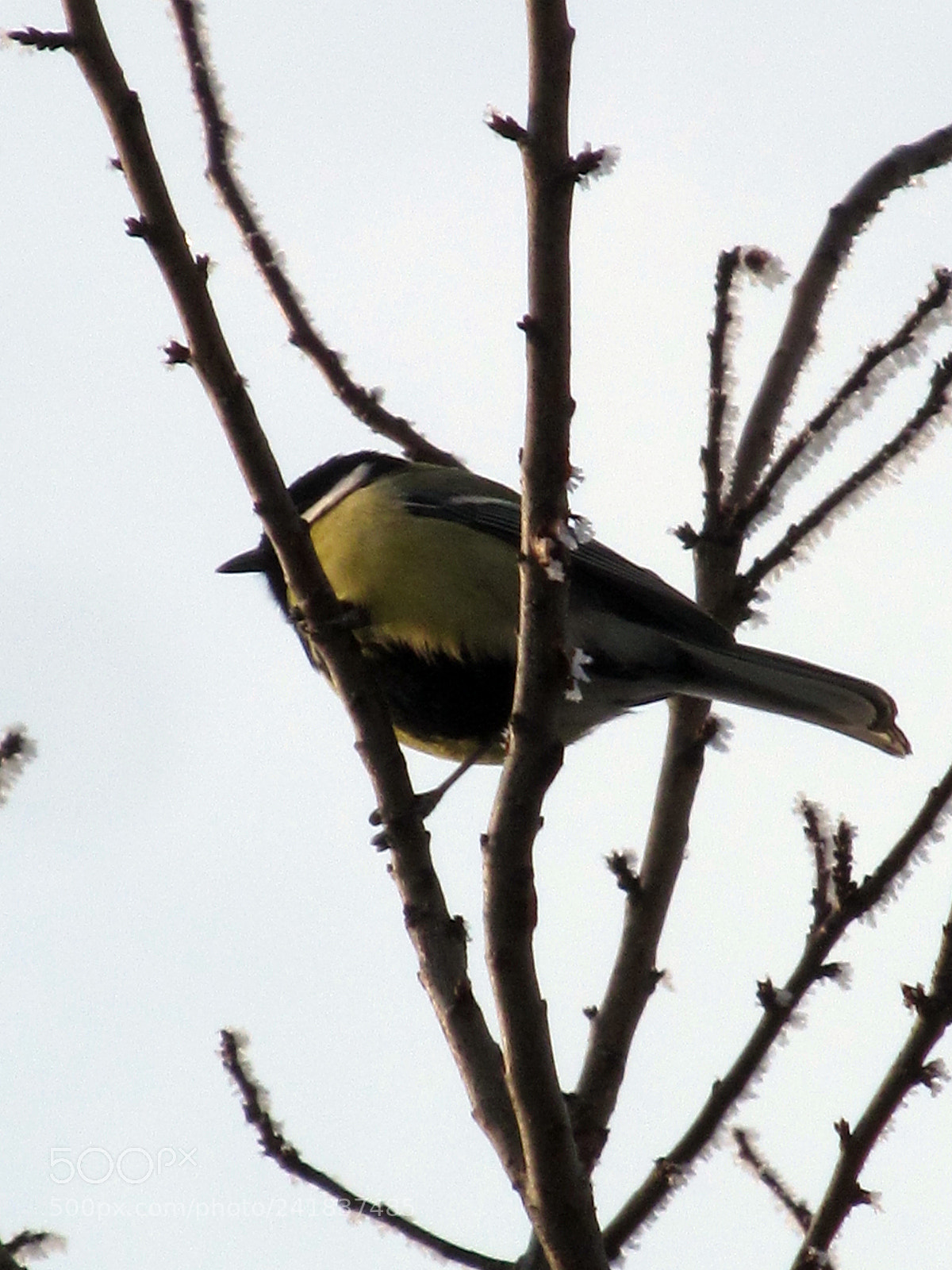 Canon PowerShot SX150 IS sample photo. 16016951066.jpg photography