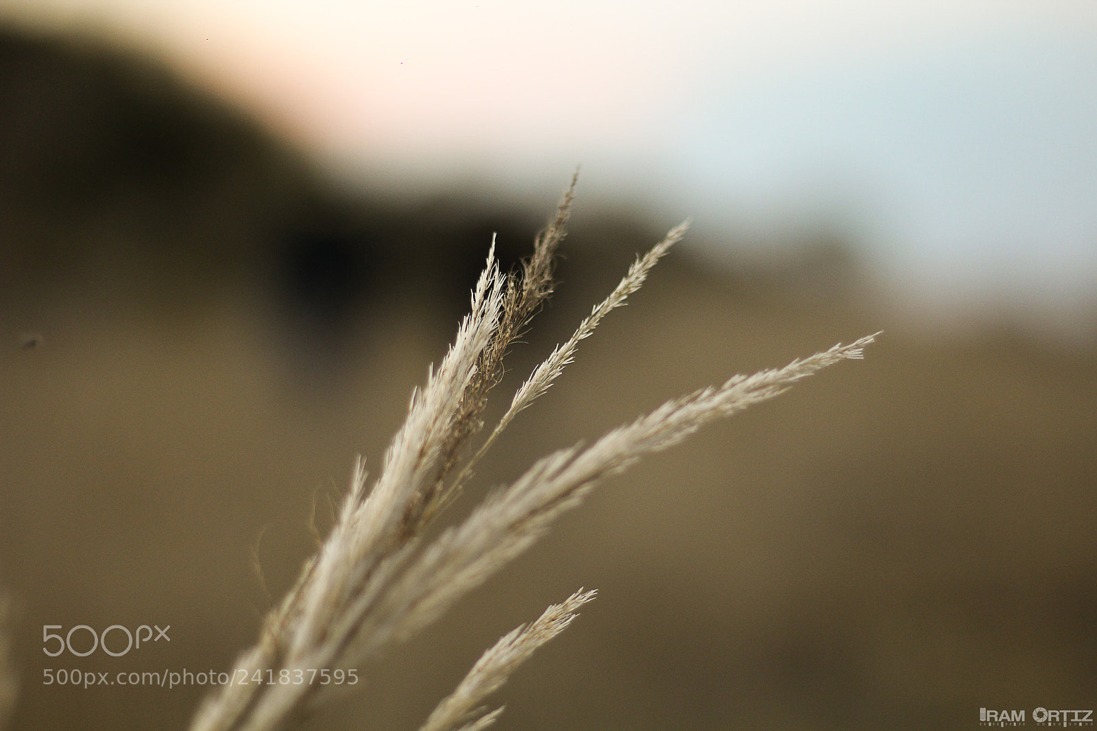 Canon EOS 1200D (EOS Rebel T5 / EOS Kiss X70 / EOS Hi) sample photo. Trigo de tlaxcala photography