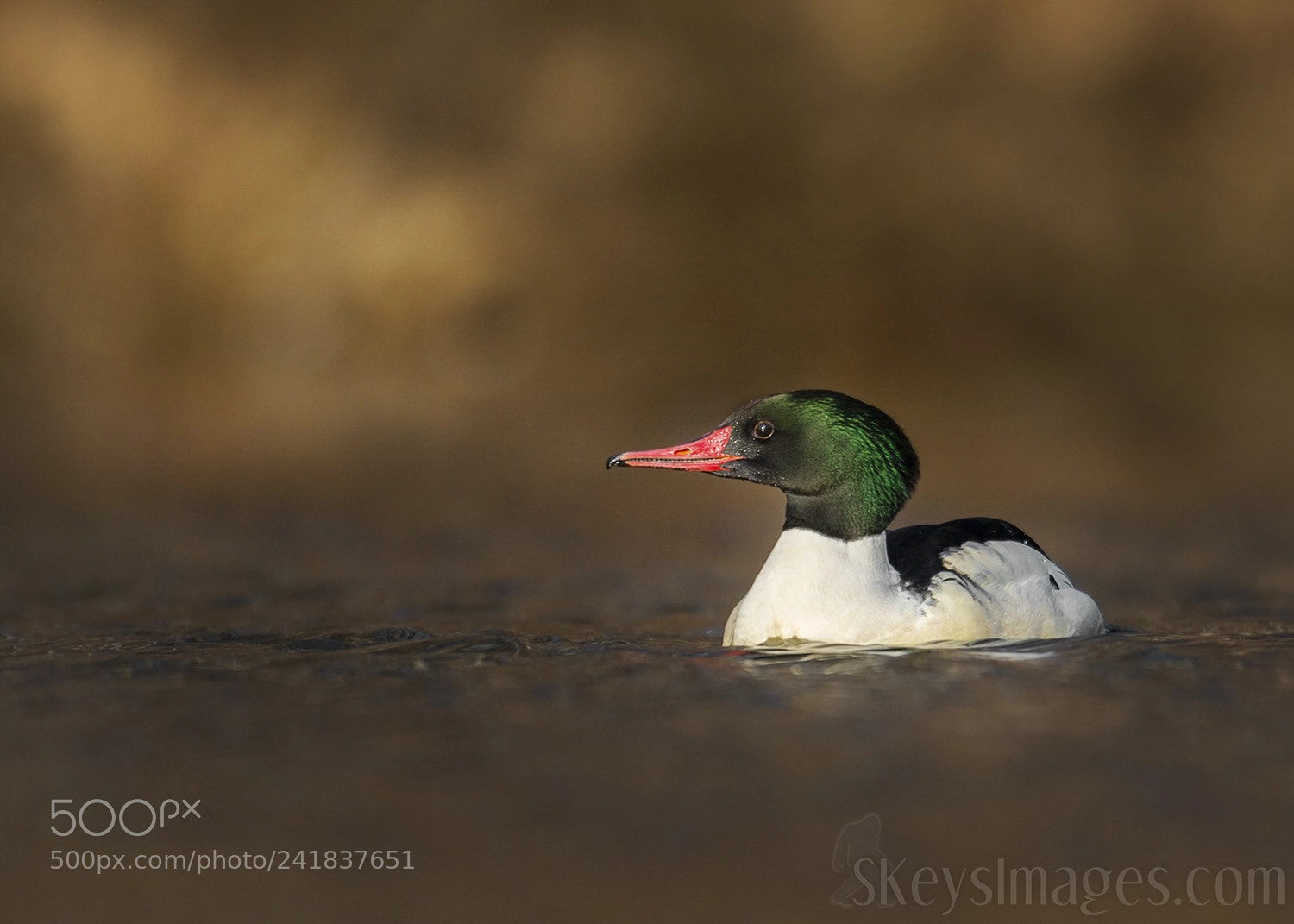 Nikon D7200 sample photo. Green (common merganser) photography
