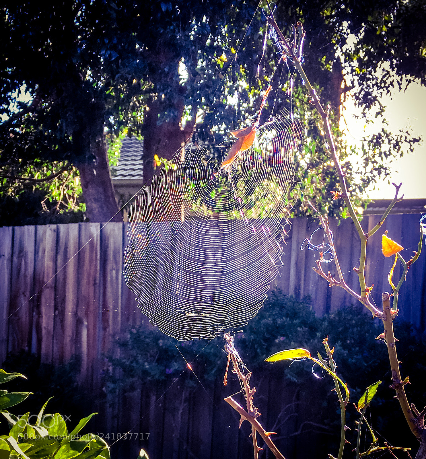 Apple iPhone 6s sample photo. Spider web photography