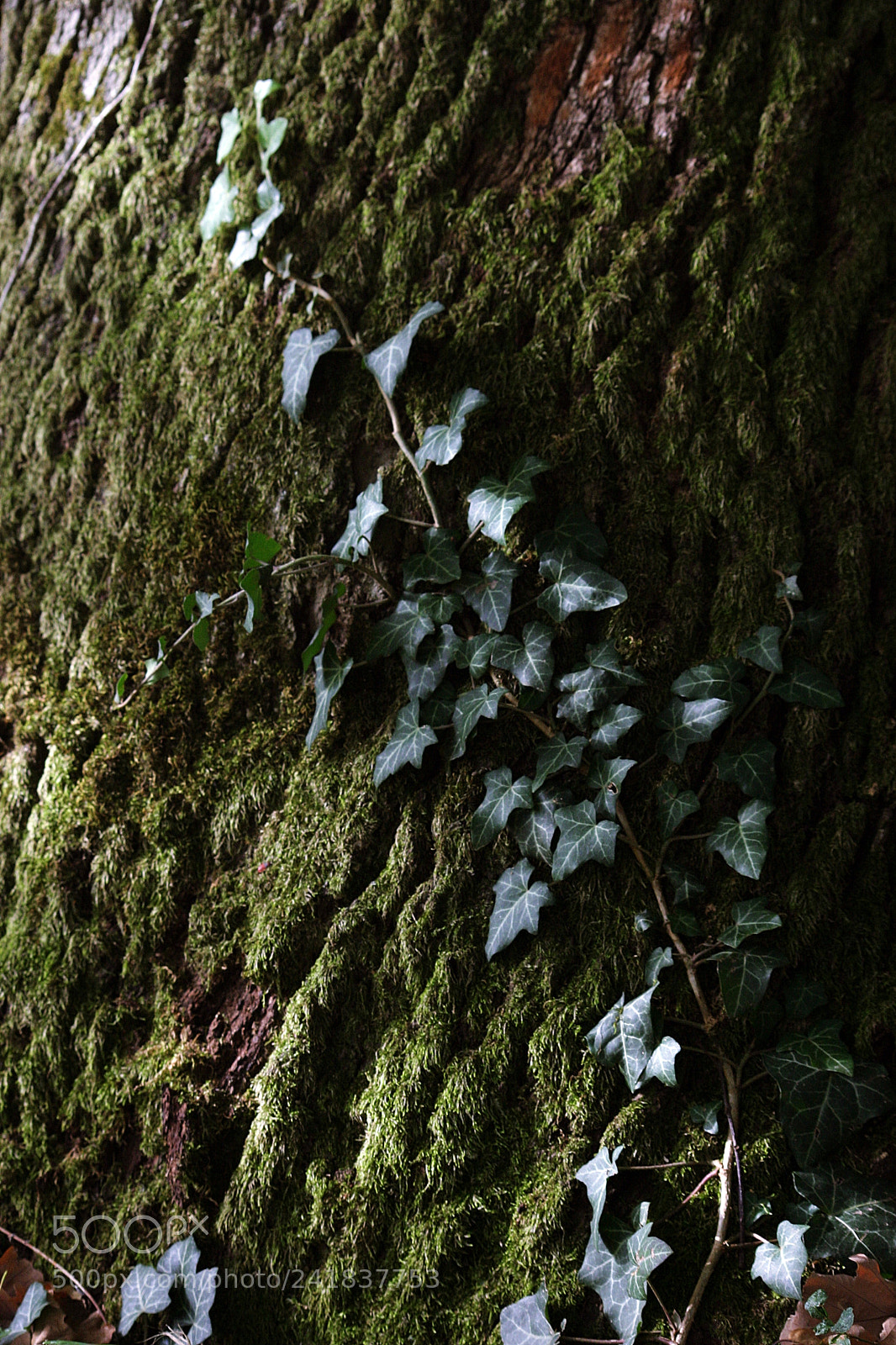 Canon EOS 10D sample photo. Nature love photography