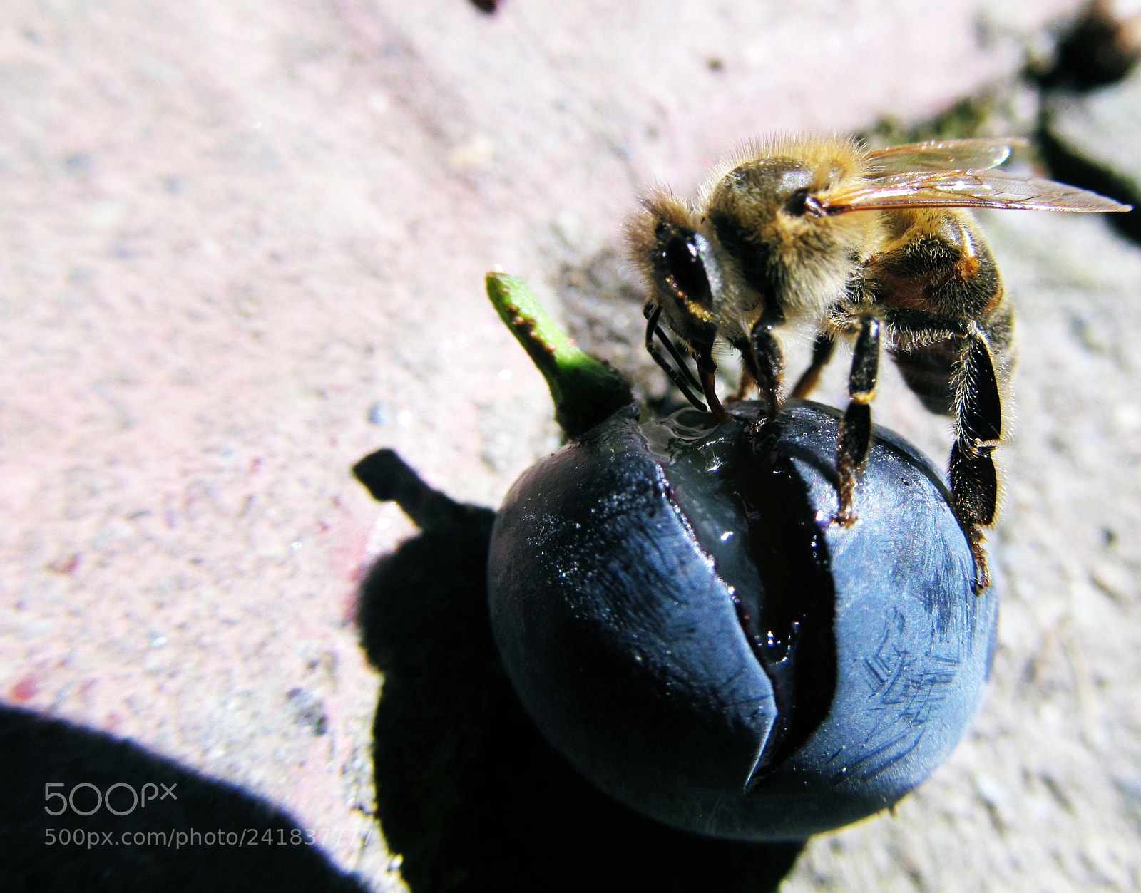 Canon PowerShot SX150 IS sample photo. 9955437694.jpg photography