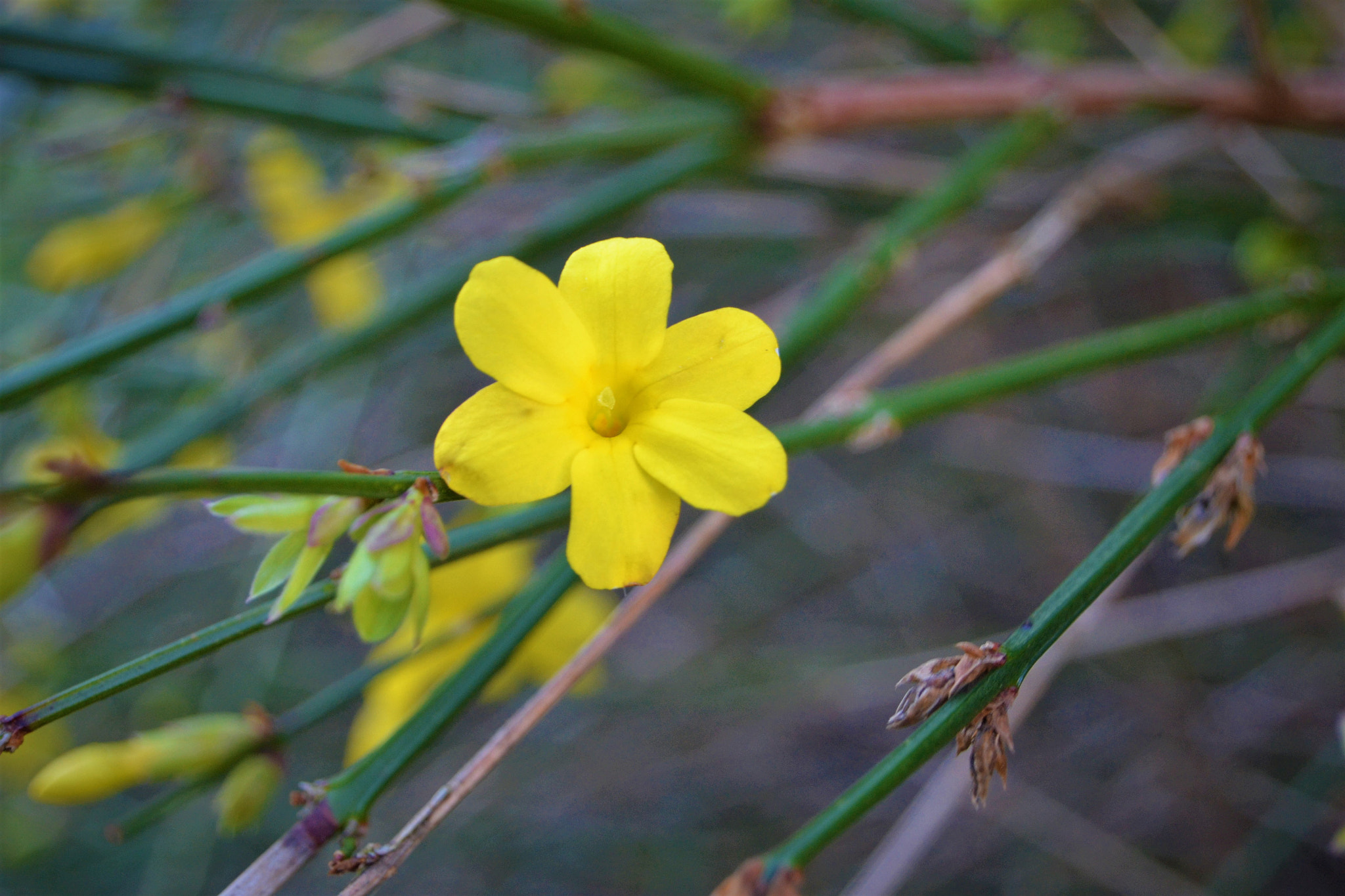 Nikon D3100 sample photo. The winter jasmine photography