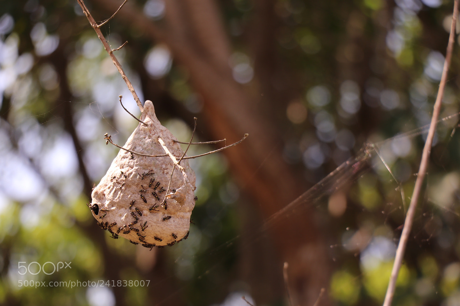 Canon EOS 77D (EOS 9000D / EOS 770D) sample photo. Terrible enraged wasps photography