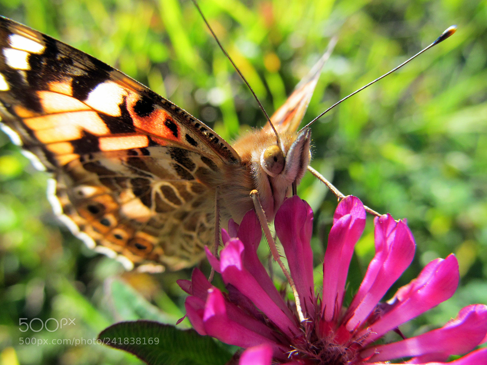 Canon PowerShot SX150 IS sample photo. 9955489873.jpg photography