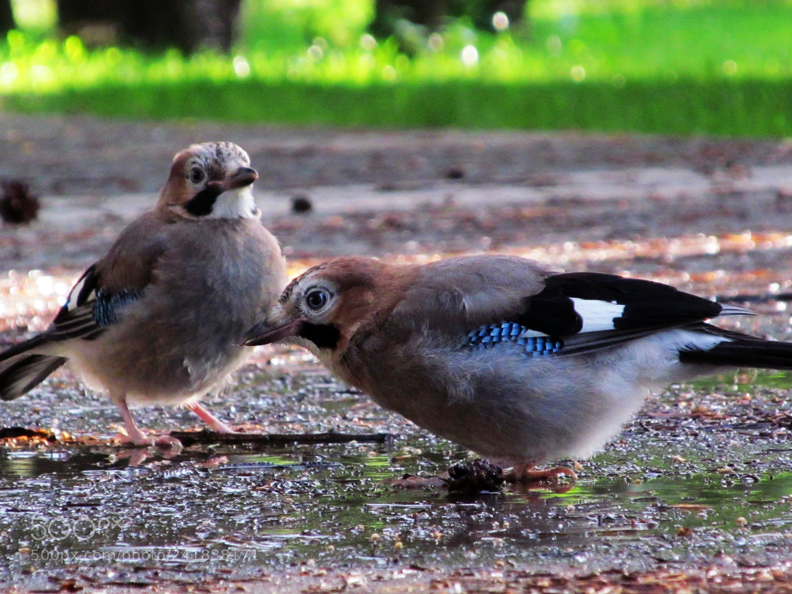 Canon PowerShot SX150 IS sample photo. 9955425596.jpg photography