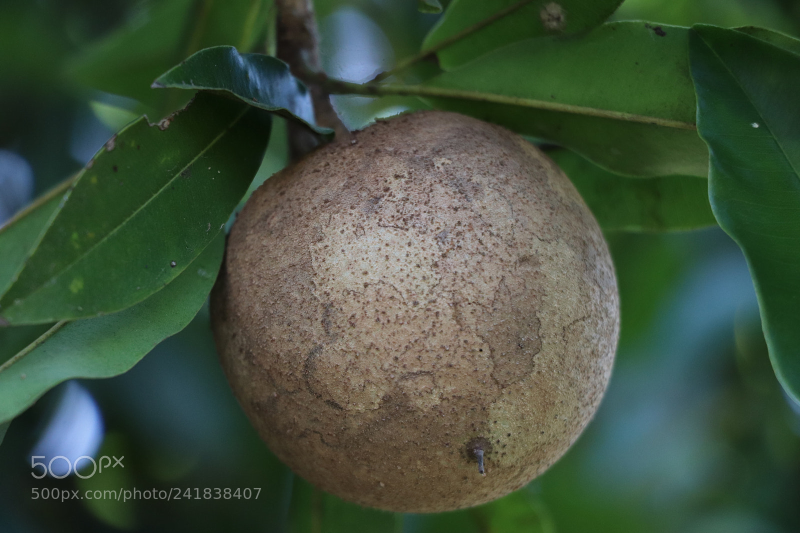 Canon EOS 77D (EOS 9000D / EOS 770D) sample photo. Medlar fruit fresh photography