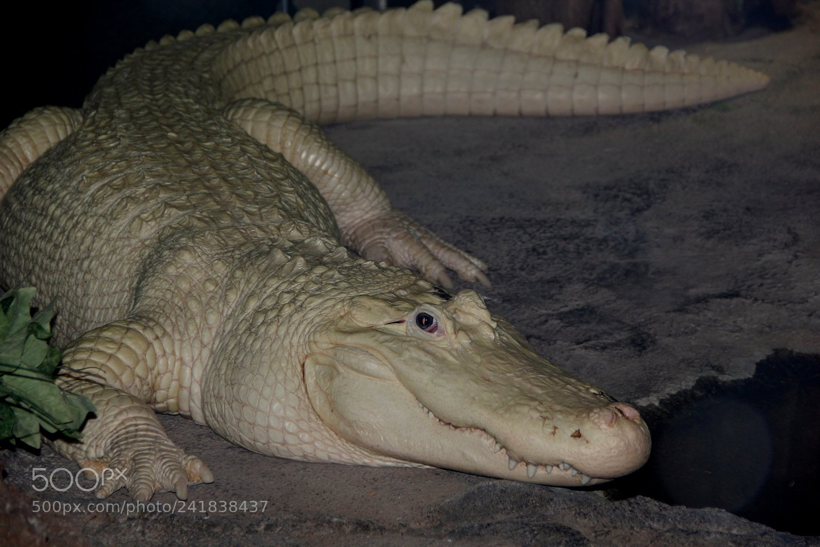 Canon EOS 60D sample photo. Albino alligator photography