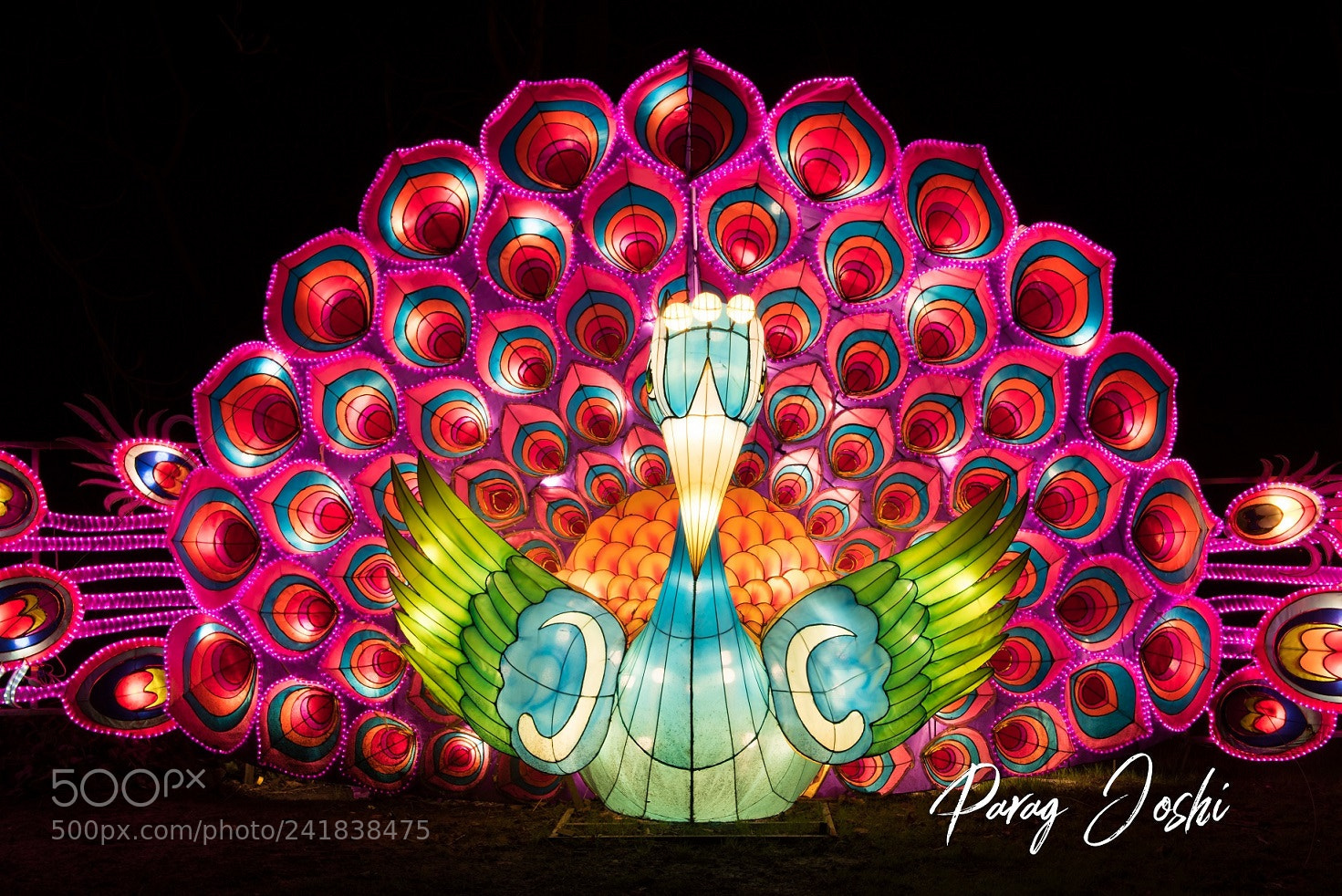 Nikon D810 sample photo. Magical lantern - peacock photography