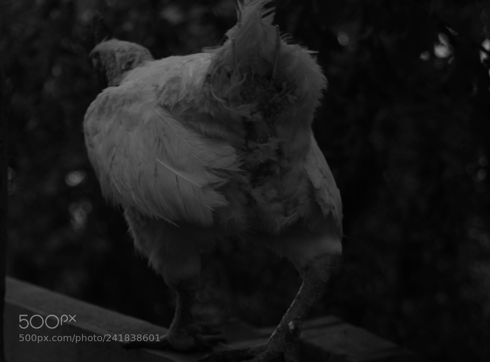 Canon EOS 60D sample photo. Chicken. photography