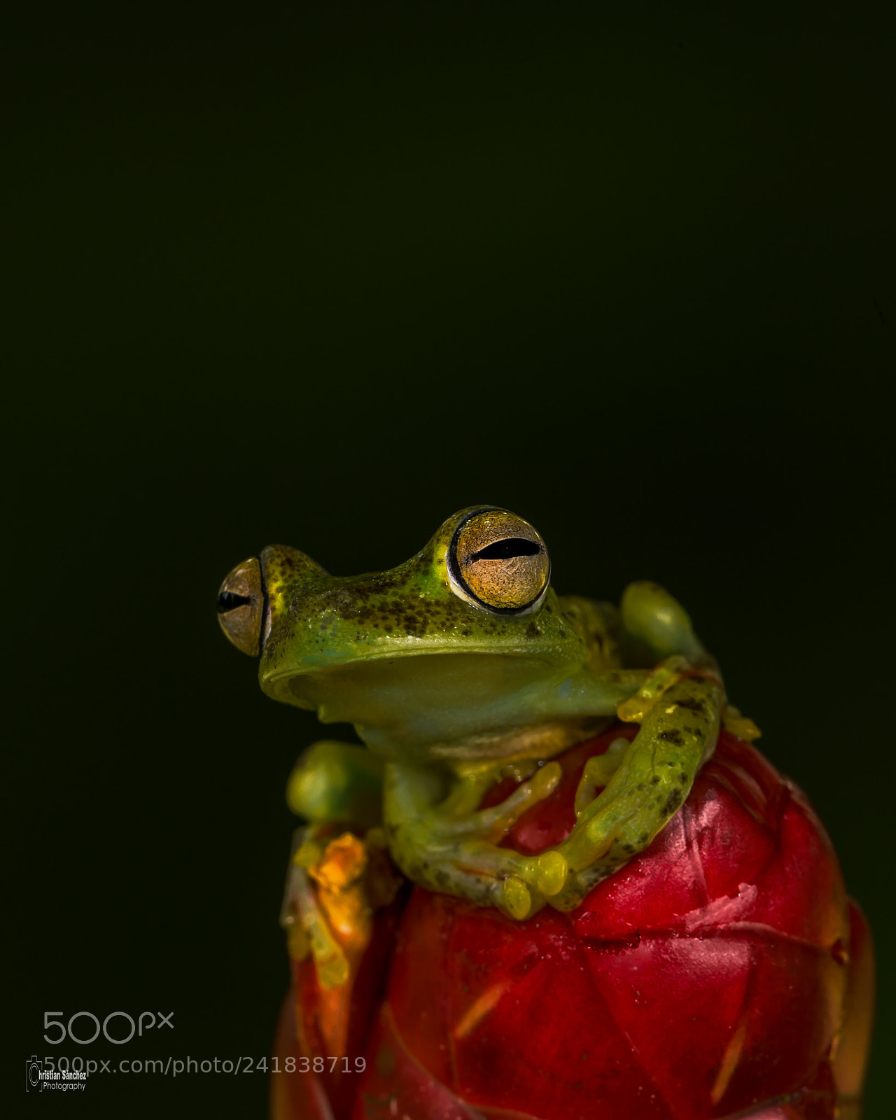 Nikon D4 sample photo. Red webbed treefrog photography