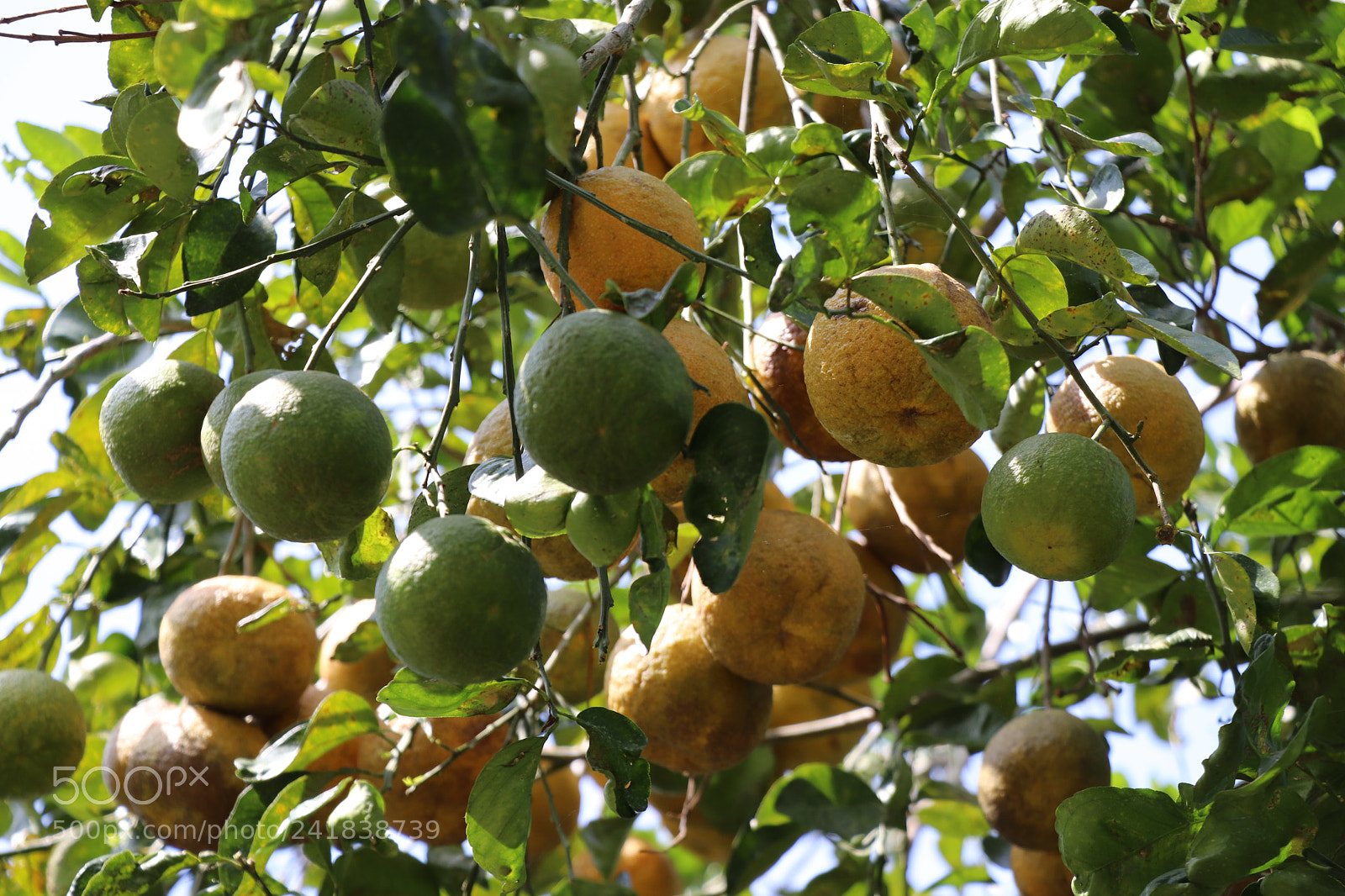 Canon EOS 77D (EOS 9000D / EOS 770D) sample photo. Orange fruit photography