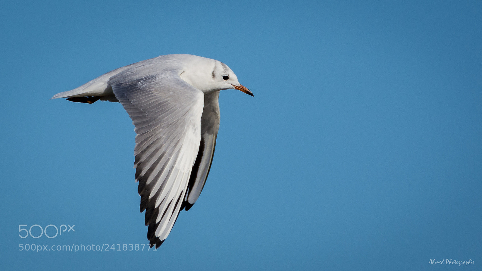 Nikon D7200 sample photo. Mouette rieuse photography