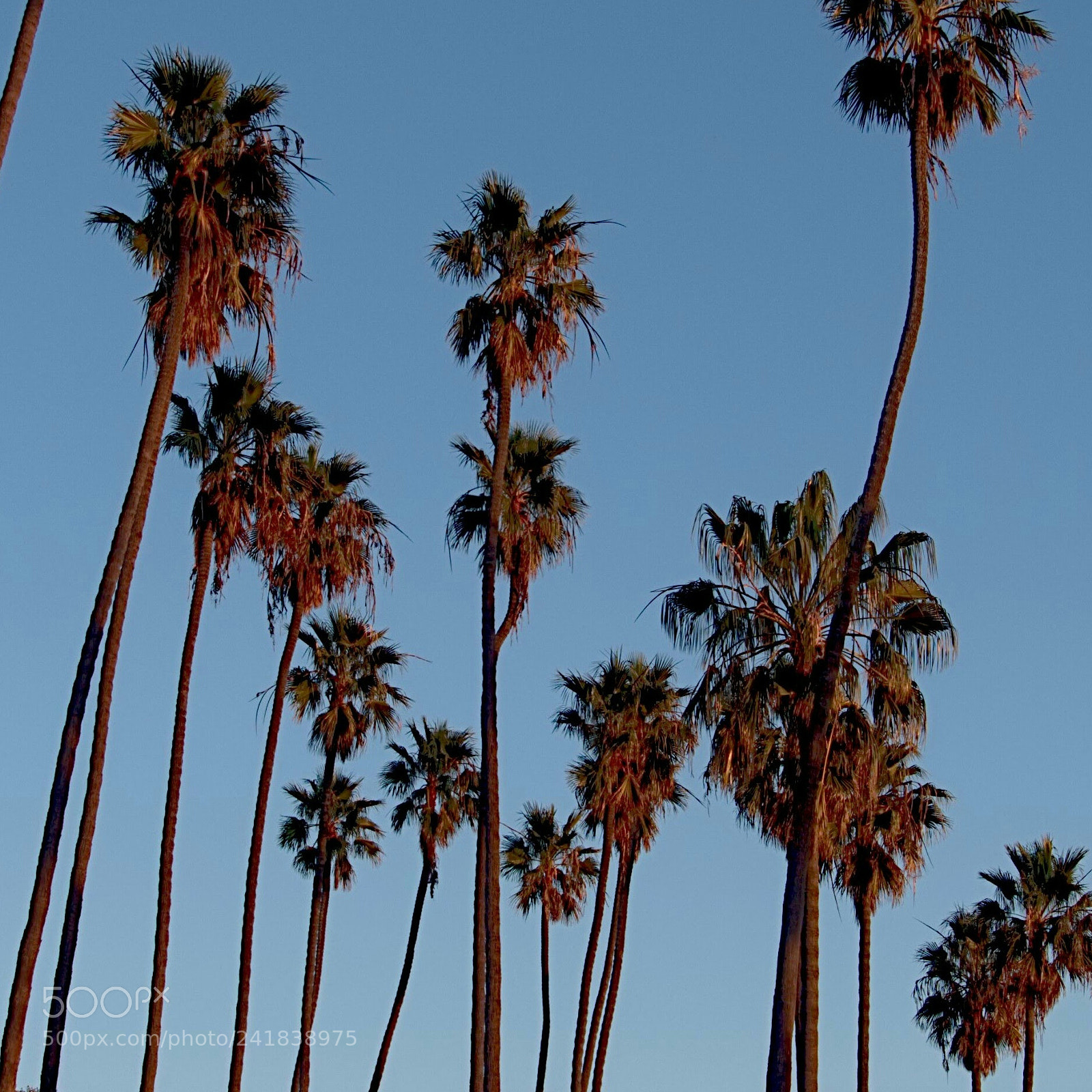 Sony Cyber-shot DSC-RX100 III sample photo. Palms at sundown photography