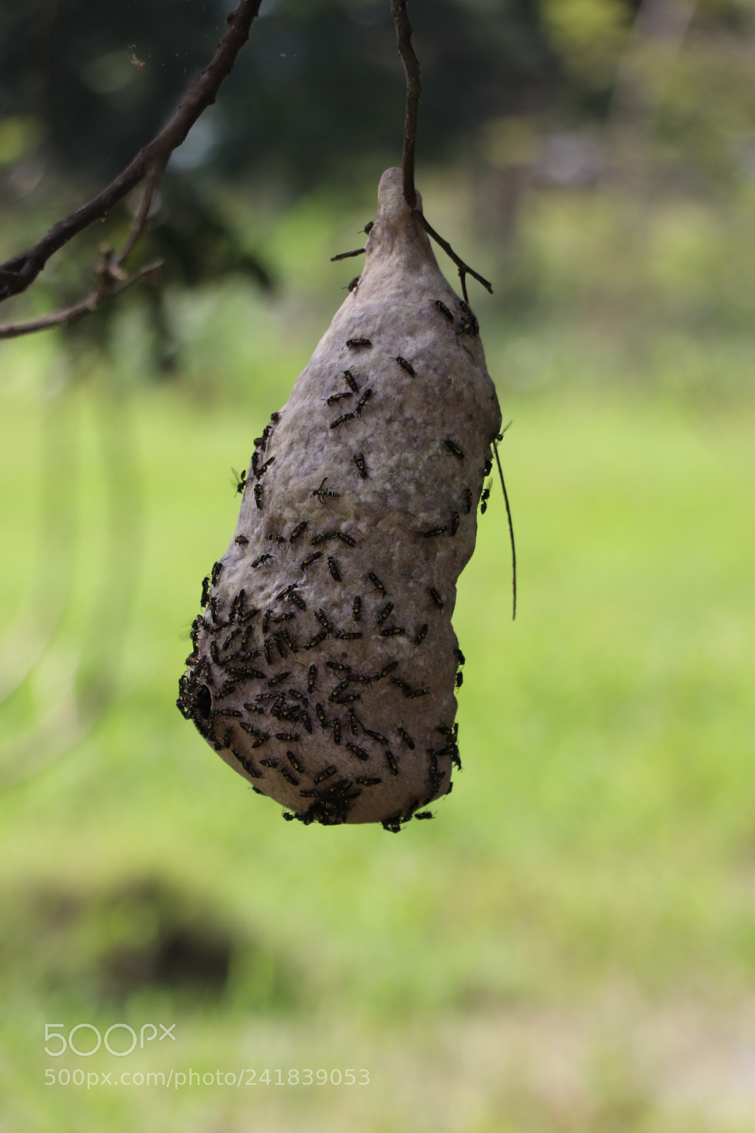 Canon EOS 77D (EOS 9000D / EOS 770D) sample photo. Wasps photography