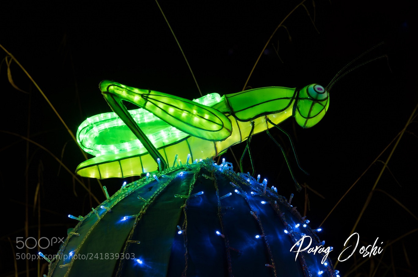 Nikon D810 sample photo. Magical lantern photography