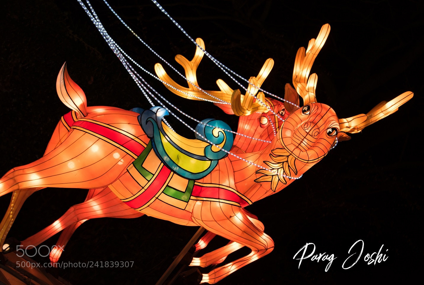Nikon D810 sample photo. Magical lantern - reindeer photography