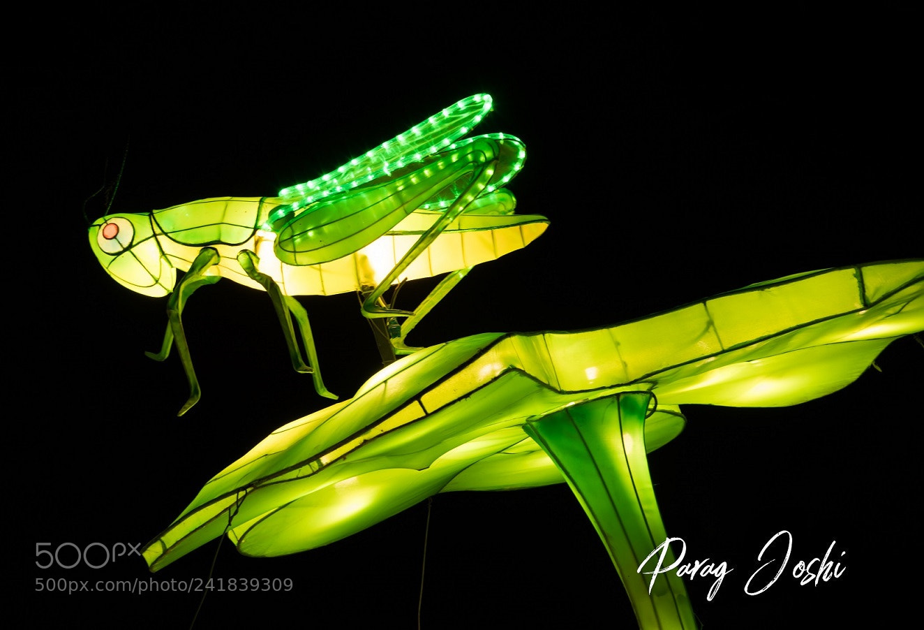 Nikon D810 sample photo. Magical lantern - grasshopper photography