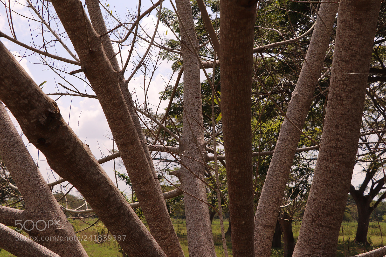 Canon EOS 77D (EOS 9000D / EOS 770D) sample photo. Framework of the tree photography
