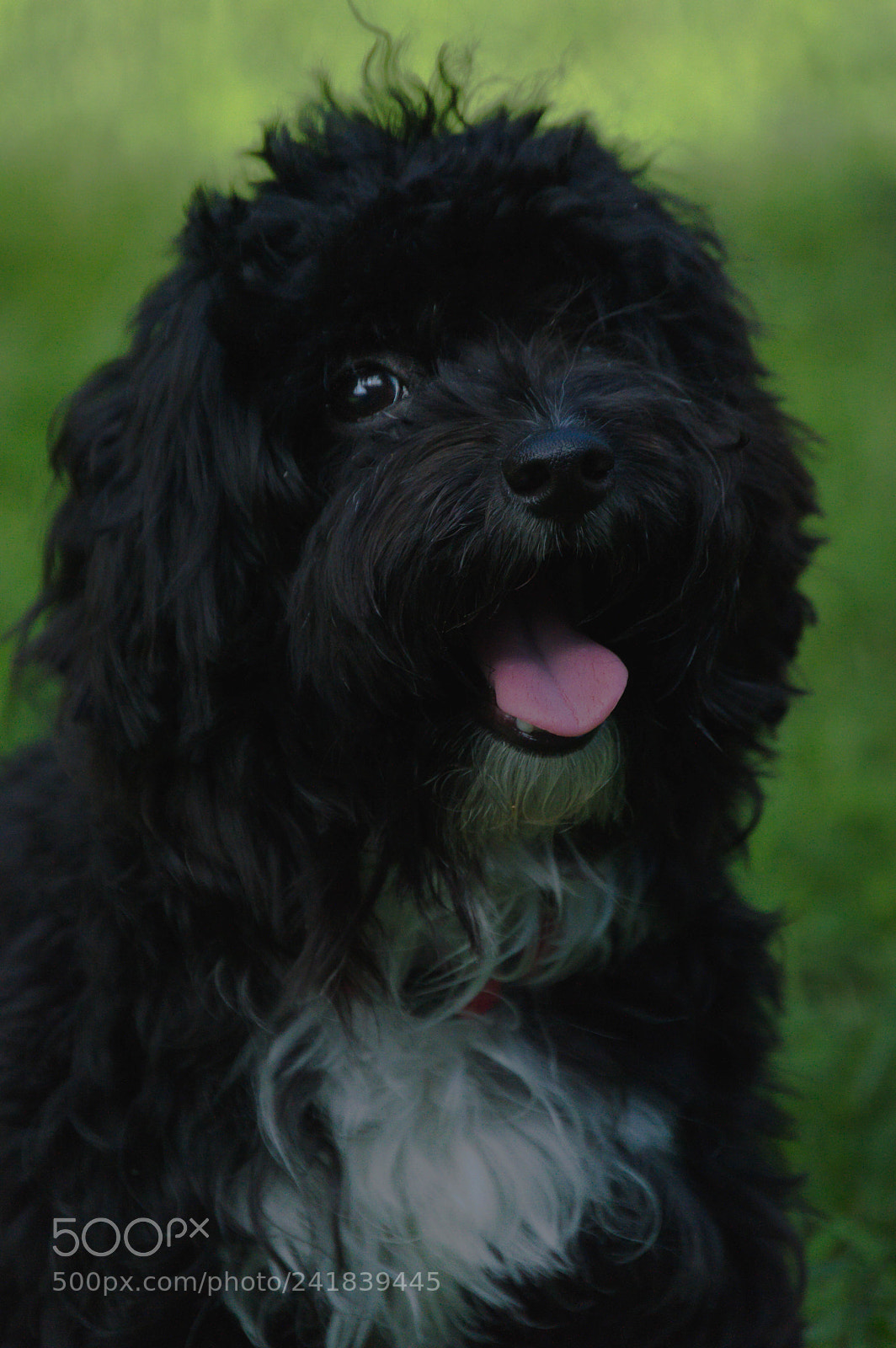 Nikon D3200 sample photo. Mi mascota photography