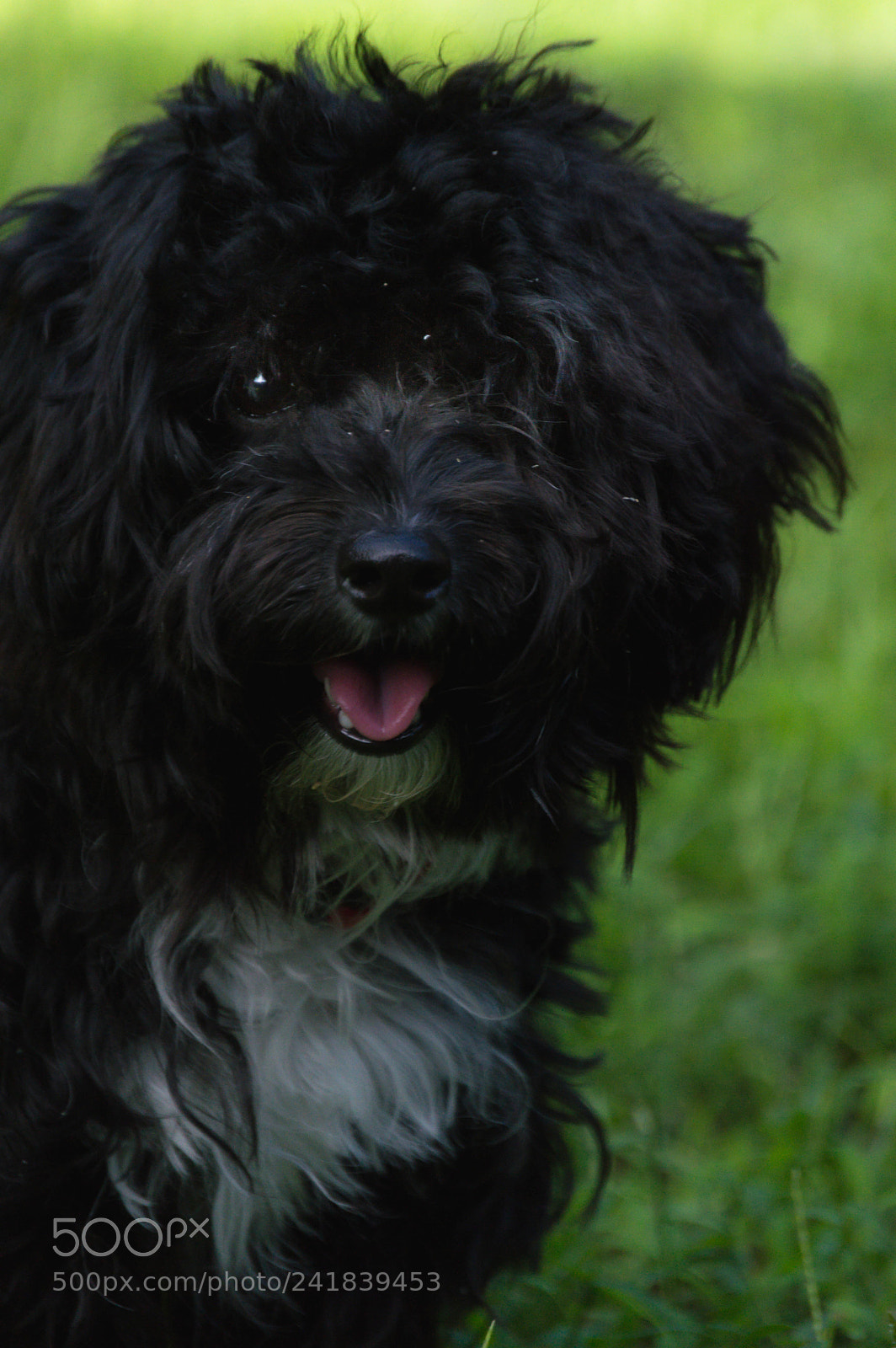 Nikon D3200 sample photo. Mi mascota photography