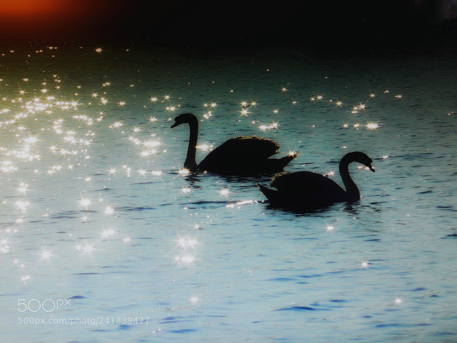 Panasonic Lumix DMC-GX85 (Lumix DMC-GX80 / Lumix DMC-GX7 Mark II) sample photo. Black swan... photography