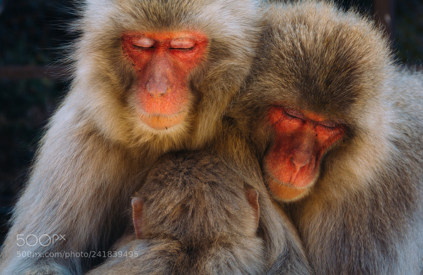 Canon EOS 550D (EOS Rebel T2i / EOS Kiss X4) sample photo. Jigokudani monkey park #2 photography