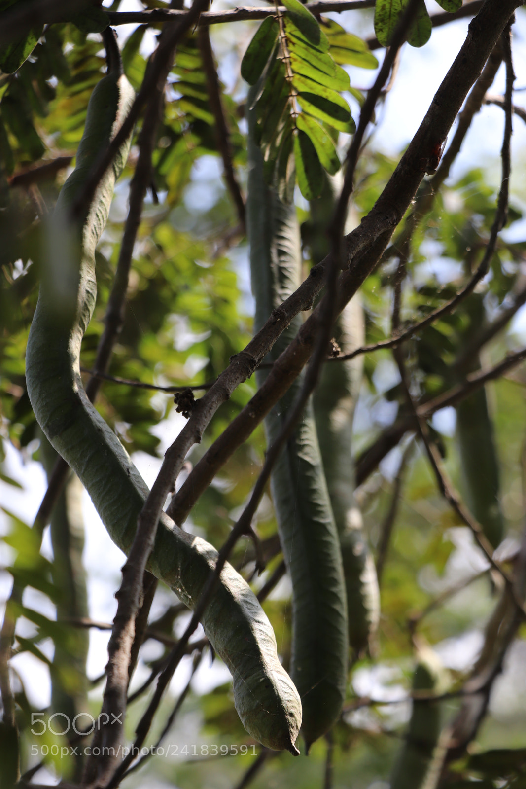 Canon EOS 77D (EOS 9000D / EOS 770D) sample photo. Bitter fruit photography