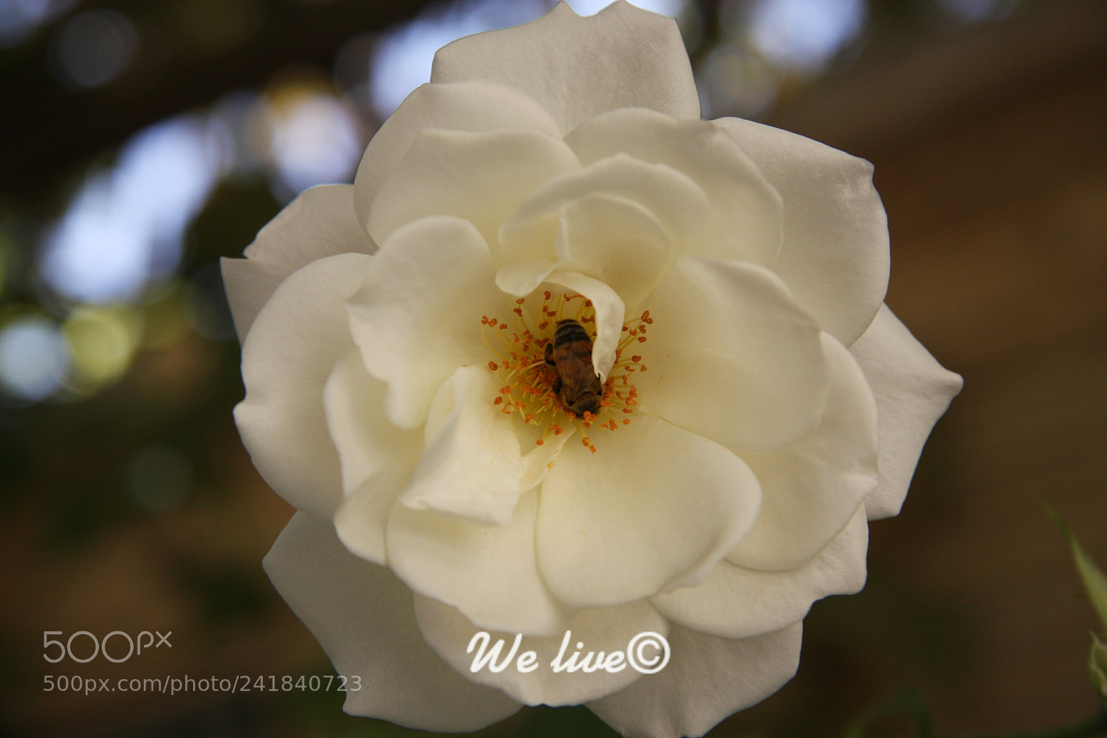 Canon EOS 40D sample photo. Purity photography
