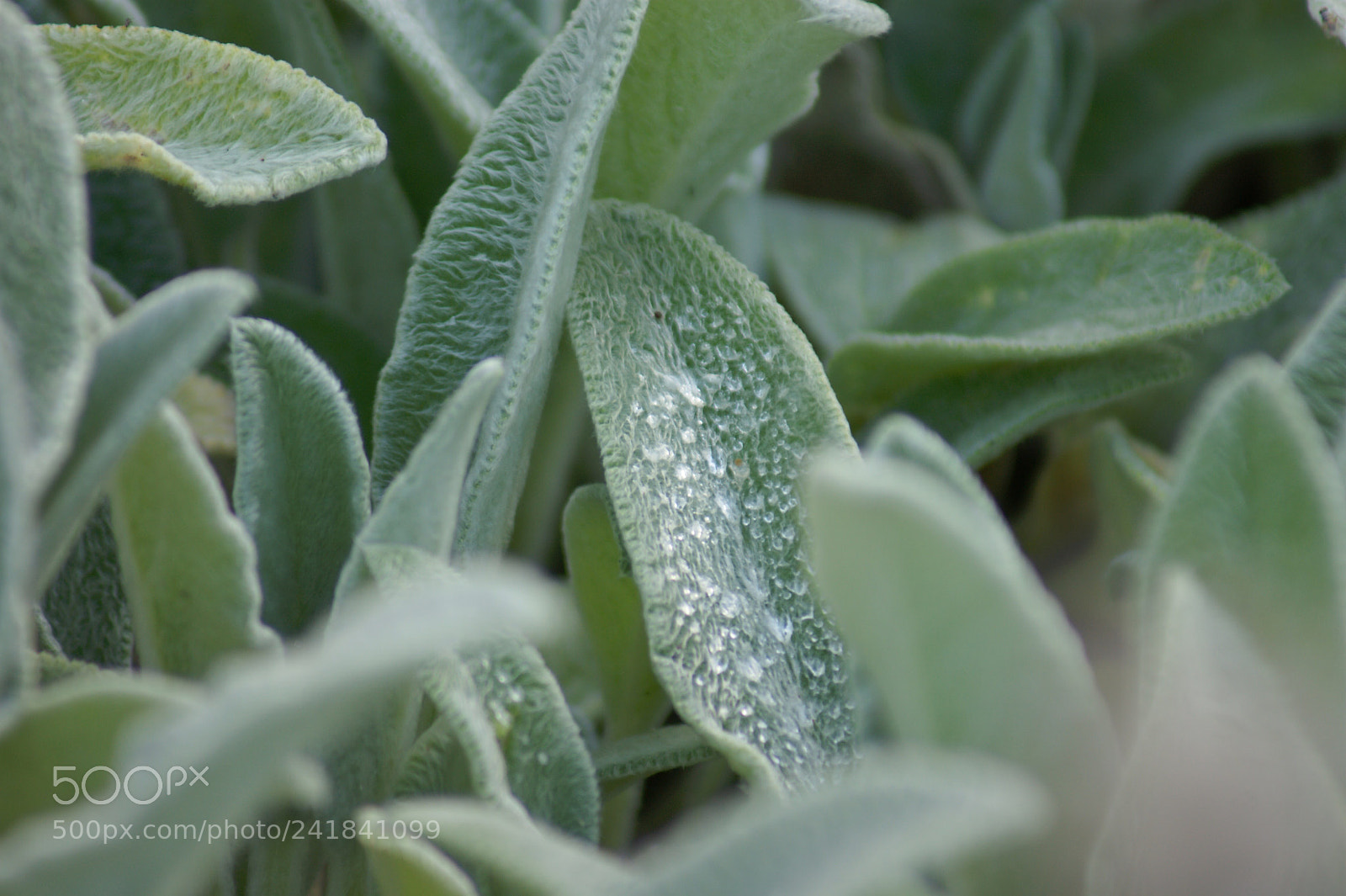 Sony Alpha DSLR-A350 sample photo. Silver lamb’s ear photography