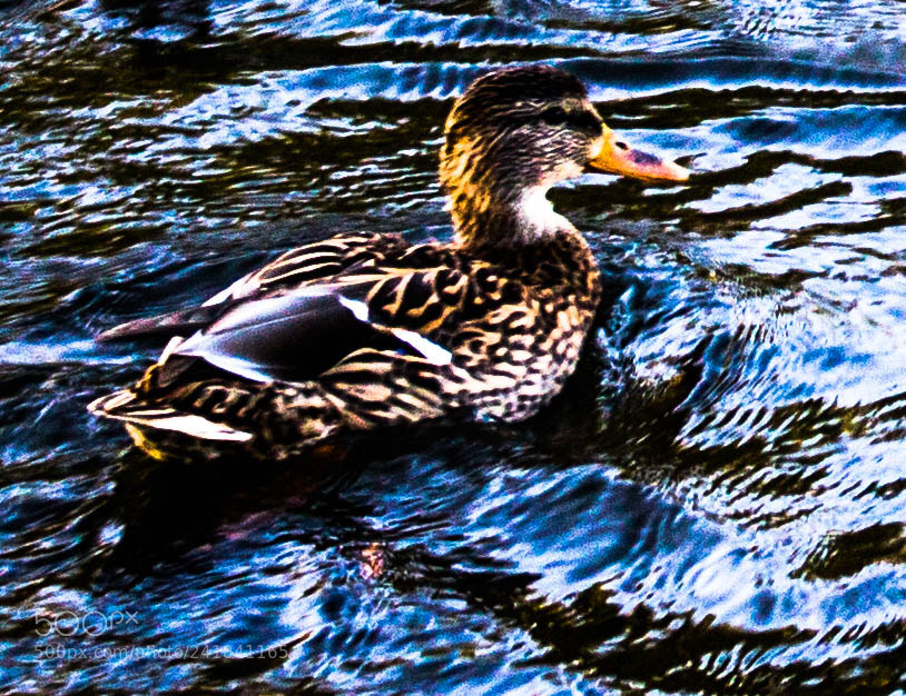 Canon EOS 100D (EOS Rebel SL1 / EOS Kiss X7) sample photo. Duck in nature photography
