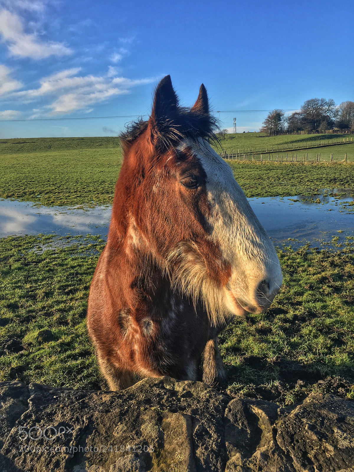 Apple iPhone 6s sample photo. Highland horse photography