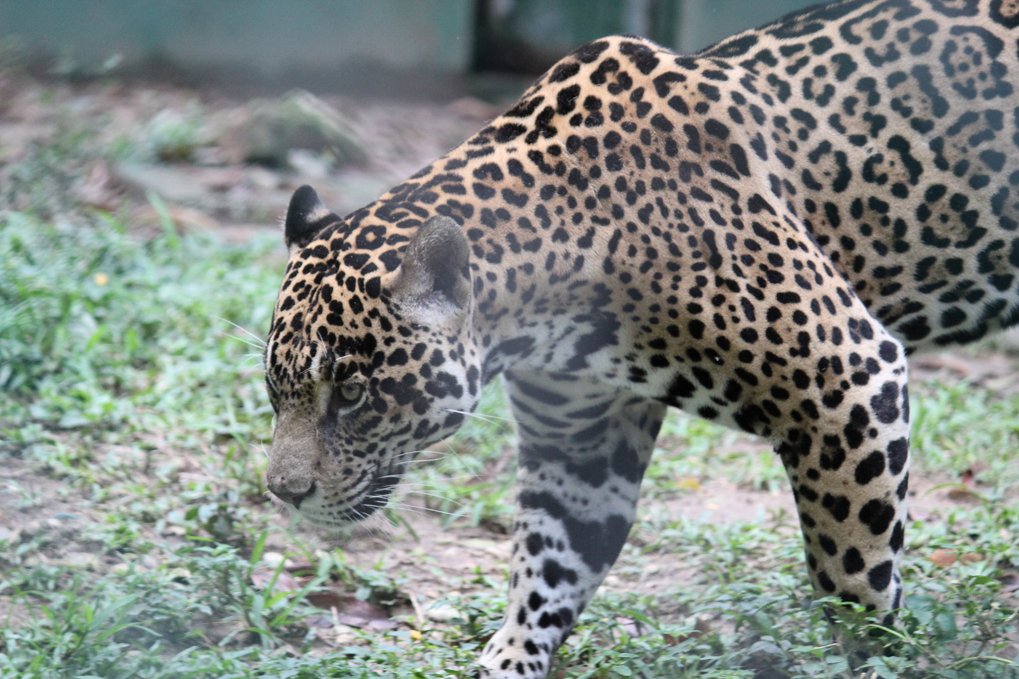 Canon EF-S 55-250mm F4-5.6 IS II sample photo. Jaguar photography
