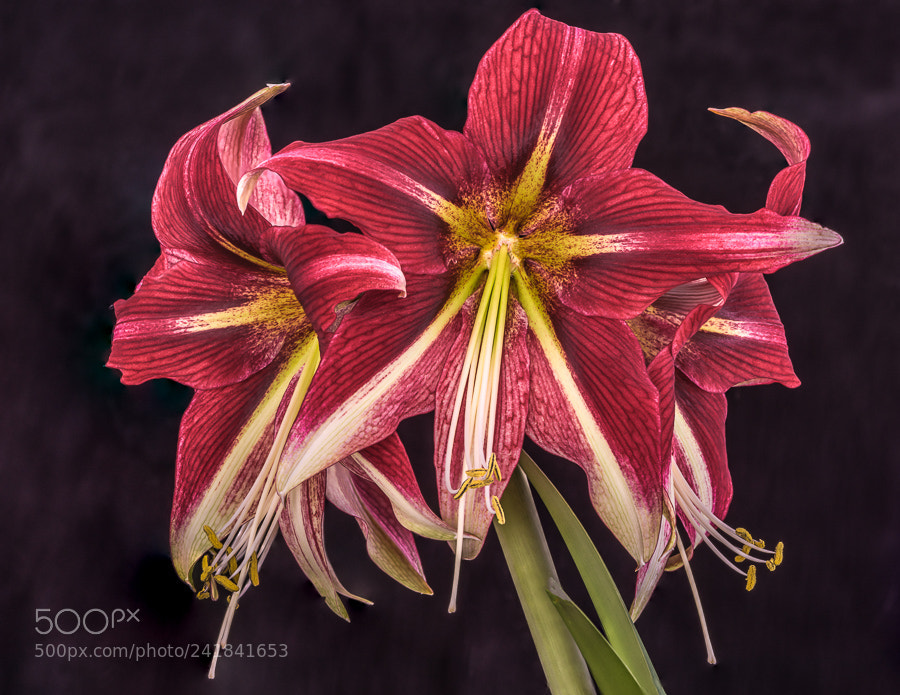 Sony a7R sample photo. Amaryllis "red pearl" photography