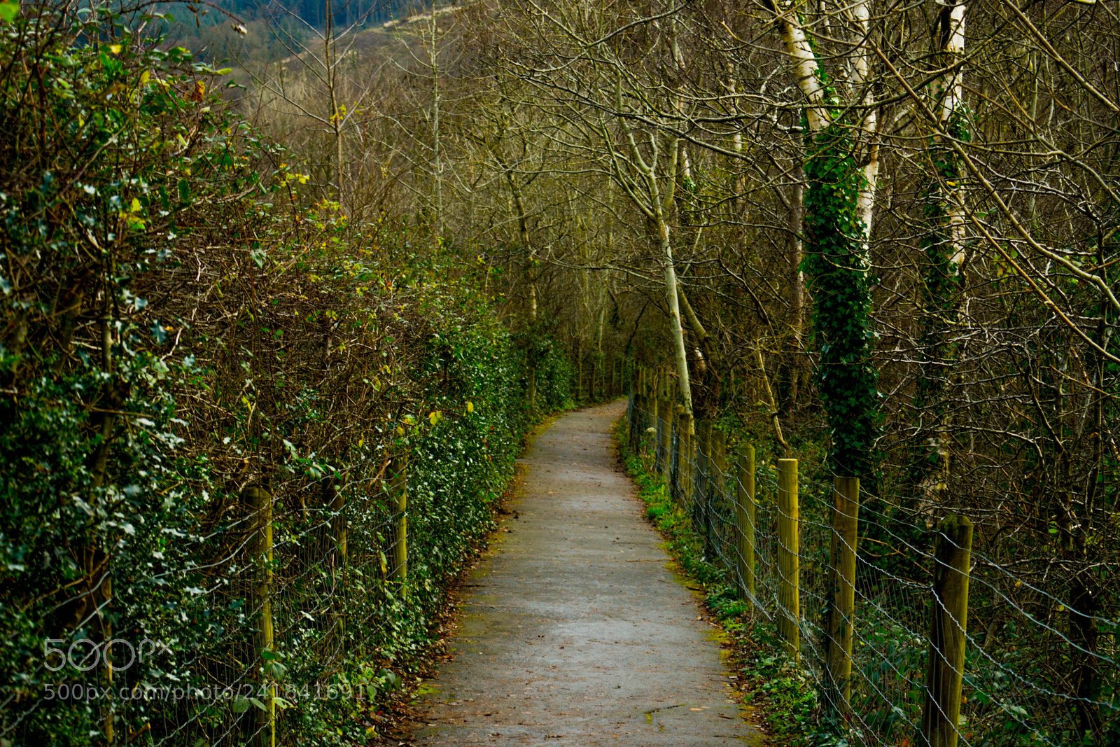 Nikon D3400 sample photo. Cwmcarn park photography