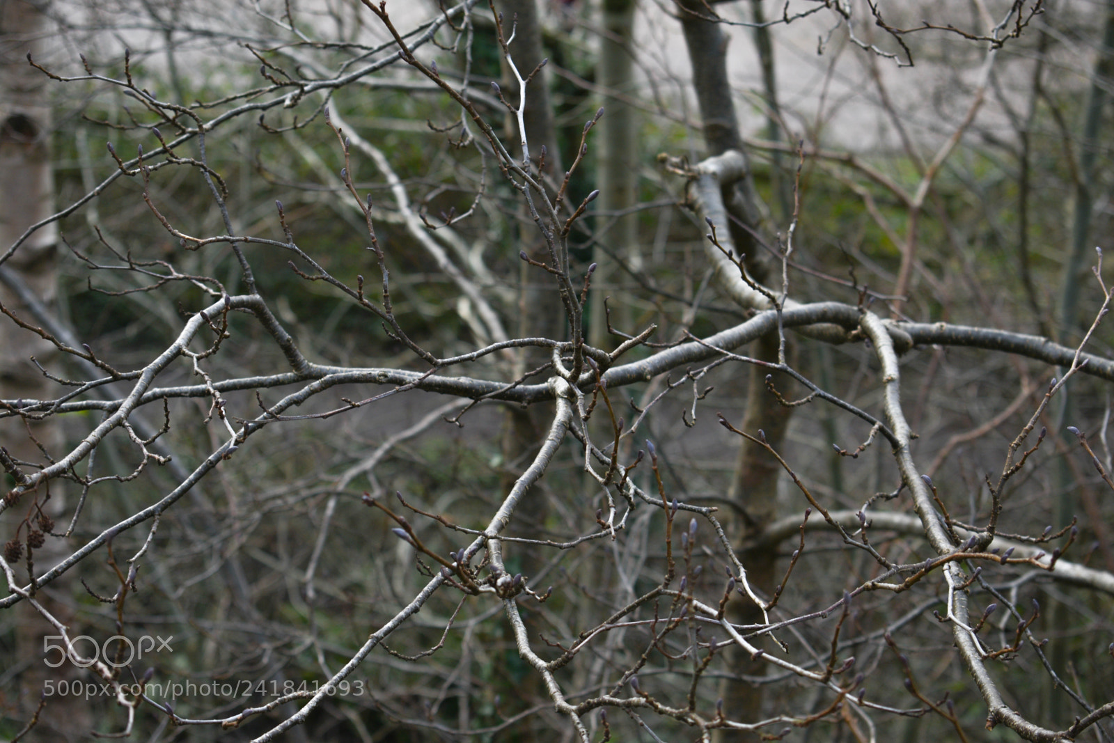 Nikon D3400 sample photo. Cwmcarn park photography