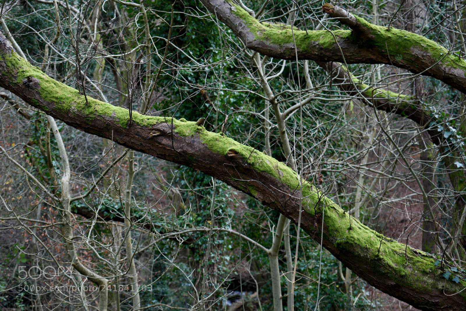 Nikon D3400 sample photo. Cwmcarn park photography