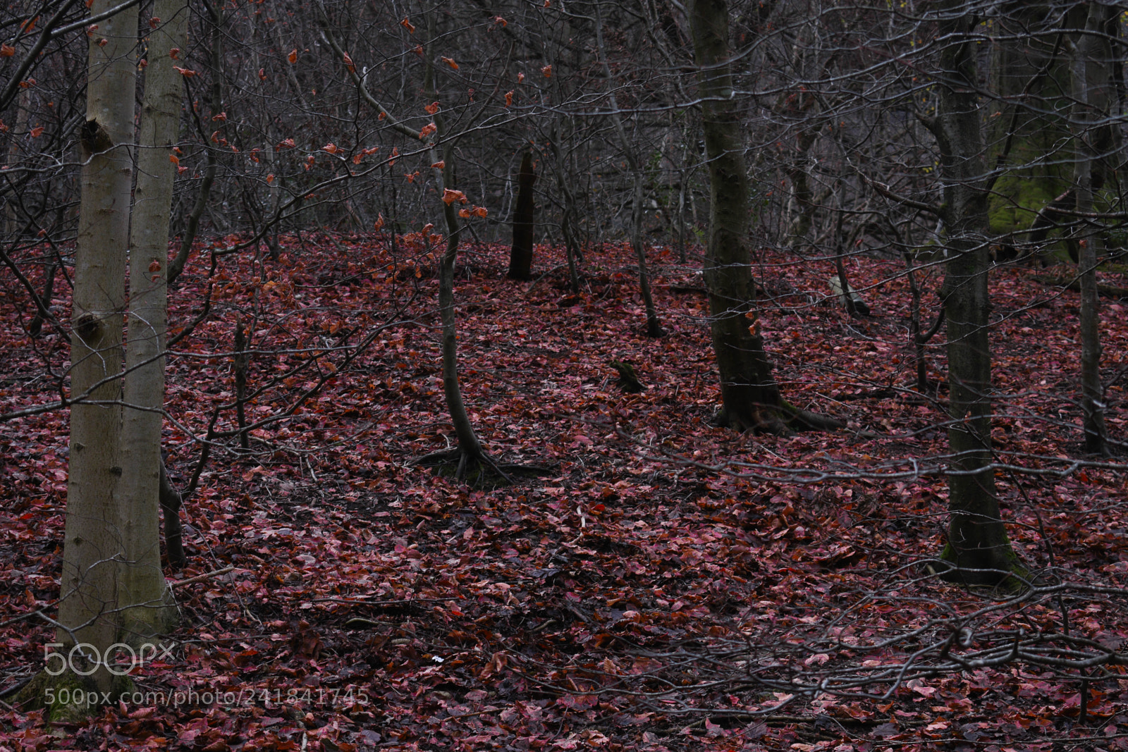 Nikon D3400 sample photo. Cwmcarn park photography