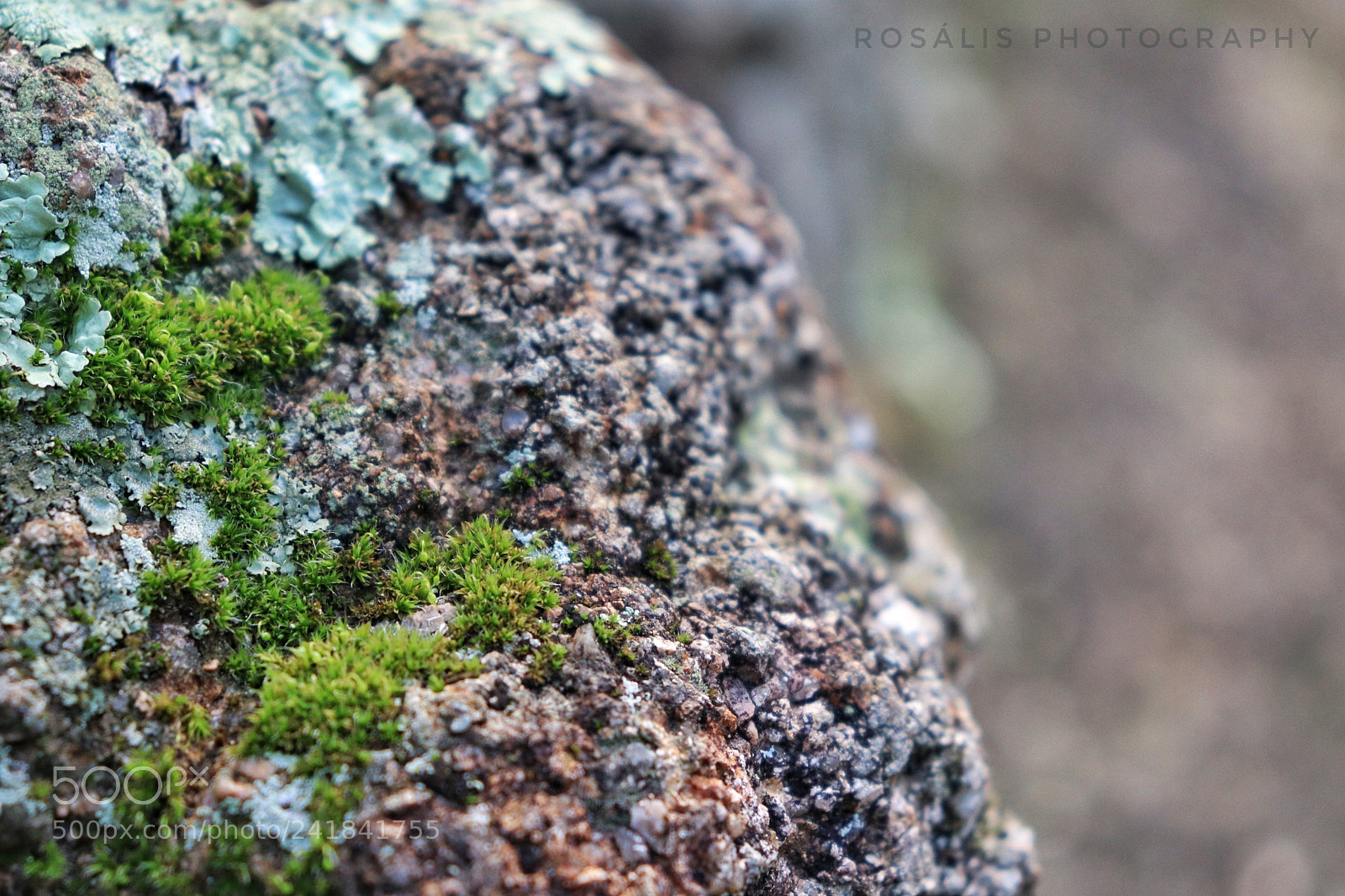 Canon EOS 800D (EOS Rebel T7i / EOS Kiss X9i) sample photo. Breathing dreams photography