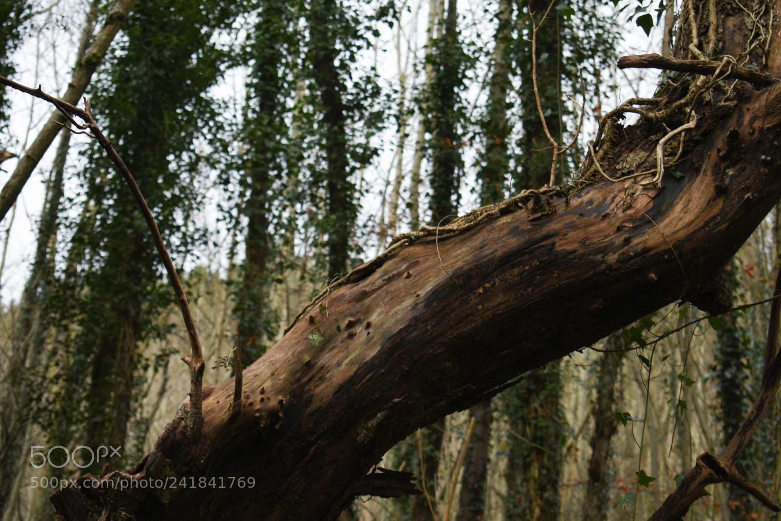 Nikon D3400 sample photo. Cwmcarn park photography