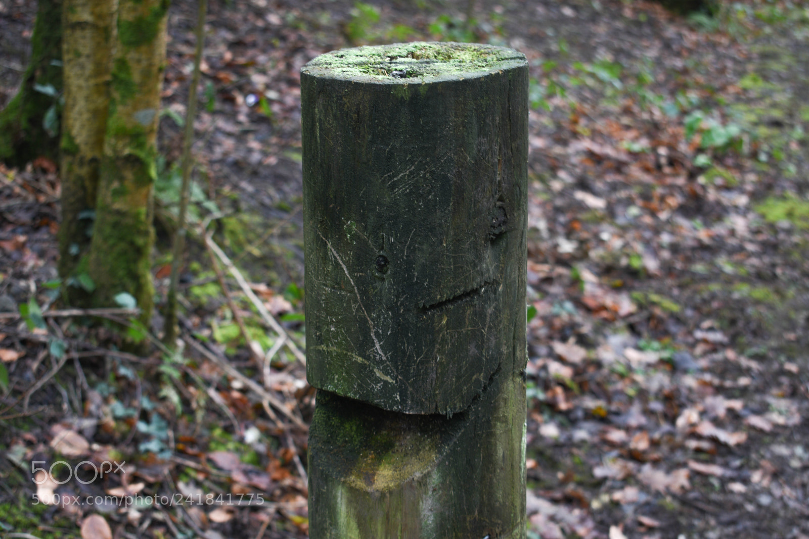 Nikon D3400 sample photo. Cwmcarn park photography