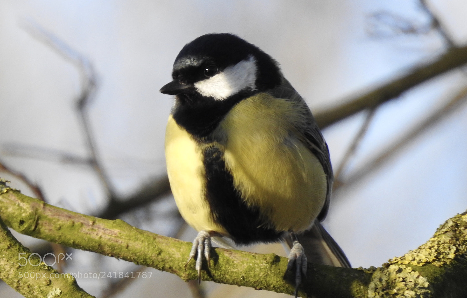 Nikon Coolpix P900 sample photo. Great tit.... photography