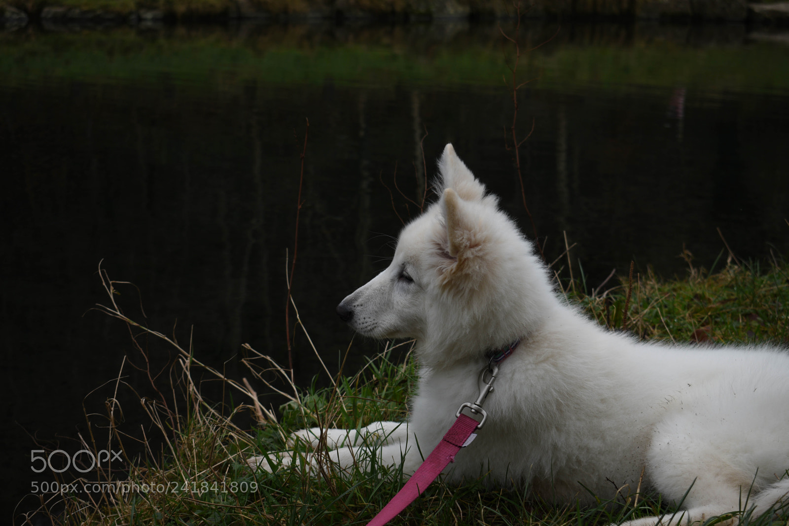 Nikon D3400 sample photo. Cwmcarn park photography