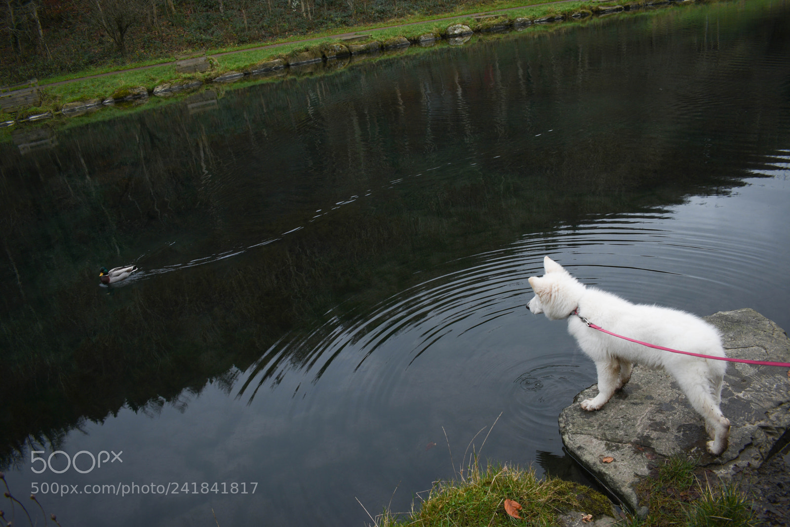 Nikon D3400 sample photo. Cwmcarn park photography