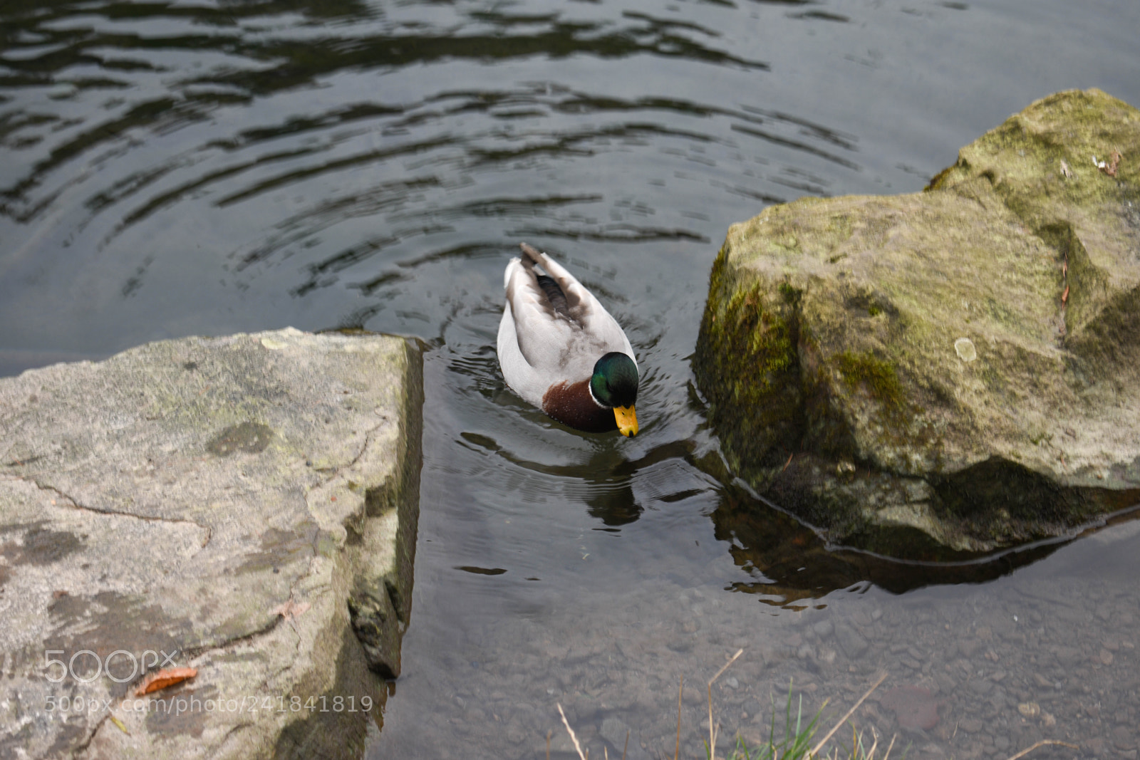 Nikon D3400 sample photo. Cwmcarn park photography