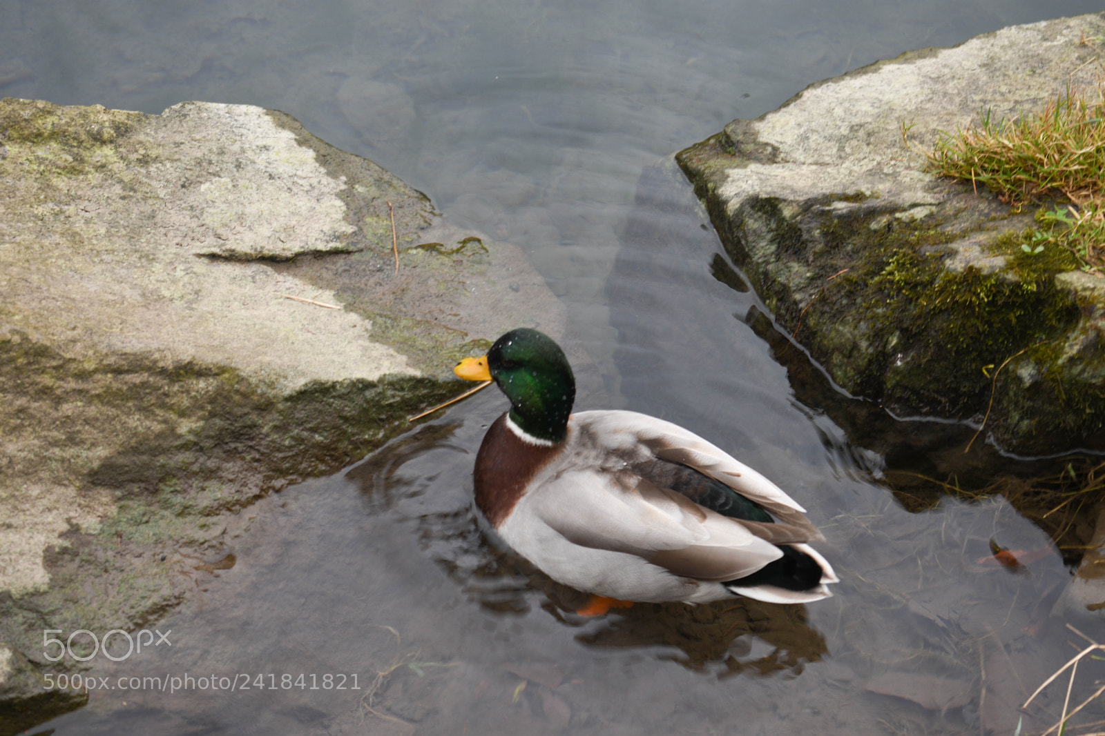 Nikon D3400 sample photo. Cwmcarn park photography