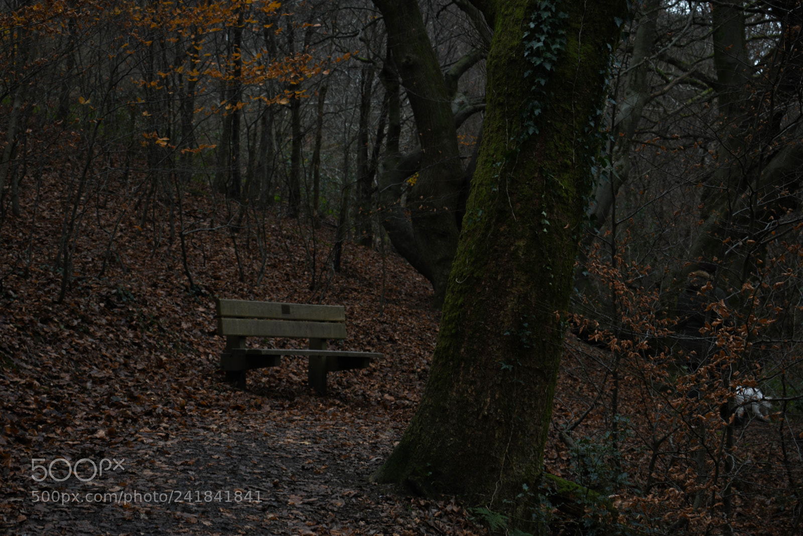 Nikon D3400 sample photo. Cwmcarn park photography