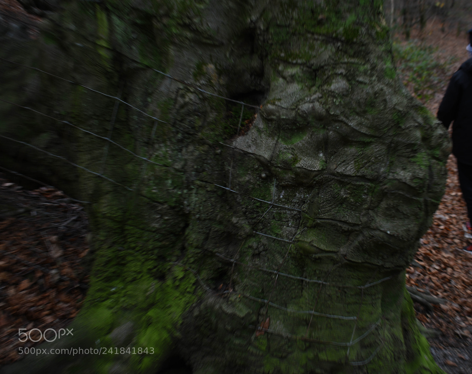 Nikon D3400 sample photo. Cwmcarn park photography