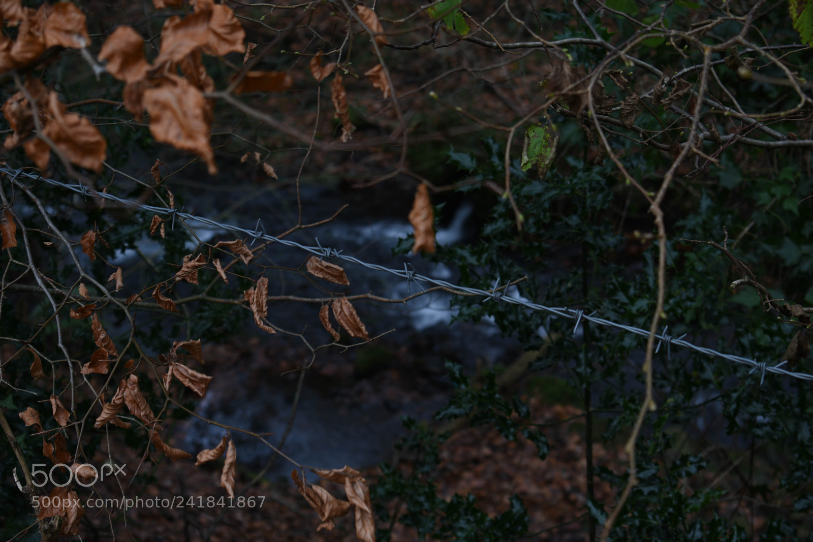 Nikon D3400 sample photo. Cwmcarn park photography