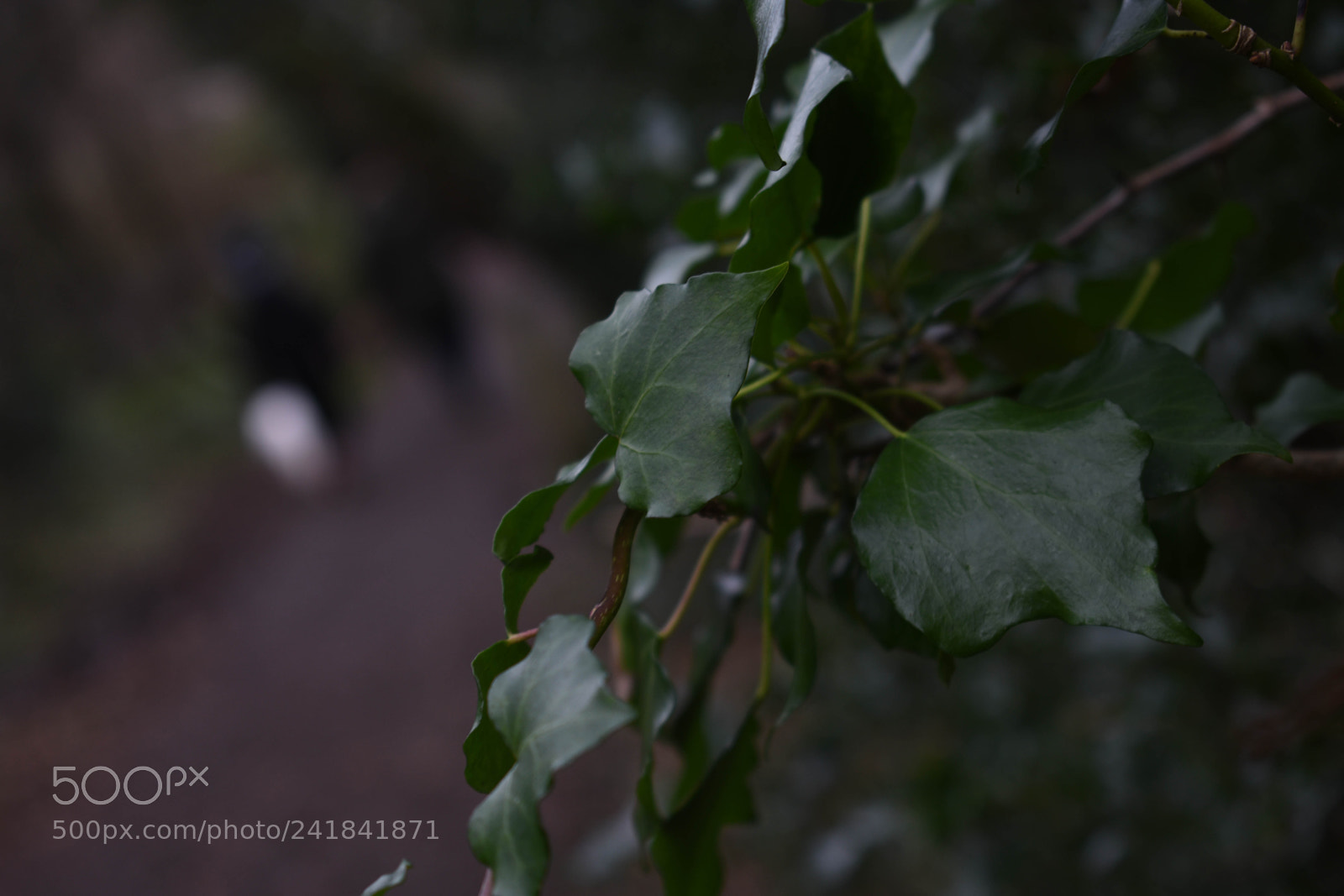 Nikon D3400 sample photo. Cwmcarn park photography